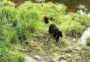 Photo of Ketchikan Black Bear & Wildlife Exploration Momma and Cub